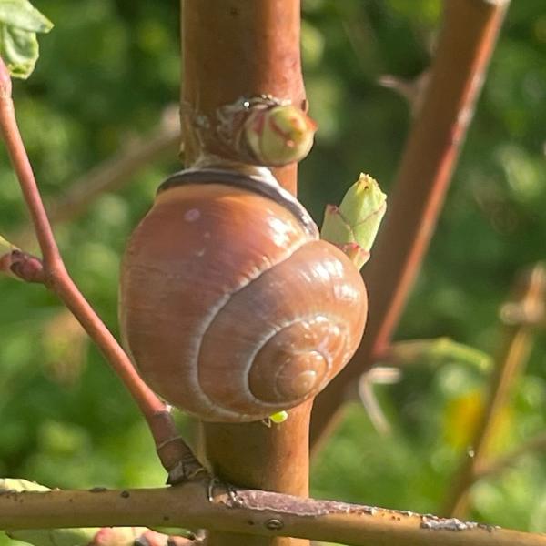 Gewone tuinslak (Cepaea nemoralis)